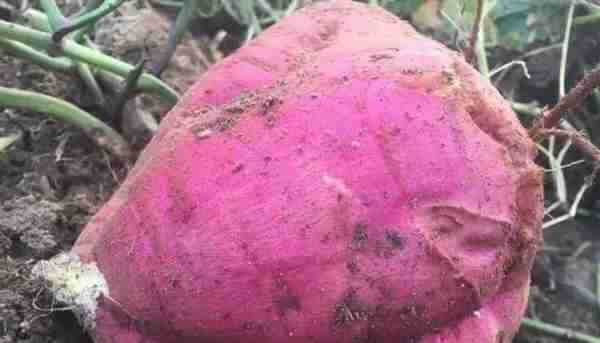 红芋表皮＂暴筋＂的原因及预防措施
