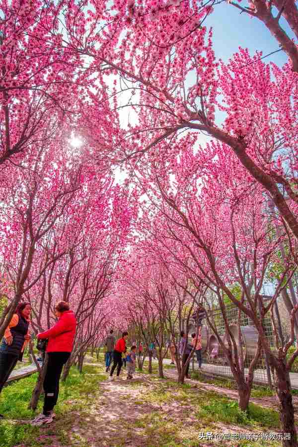 本周去哪里？西安及周边4月赏花露营溜娃地点大全，15个优质景区