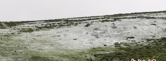 甘肃祁连山区迎强降水 雪润康乐草原牛羊“撒欢儿”