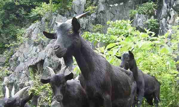 年薪150万的养殖胚胎专家培育“乌骨羊”，一斤羊肉150，大有可为