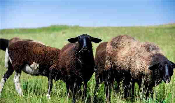 年薪150万的养殖胚胎专家培育“乌骨羊”，一斤羊肉150，大有可为