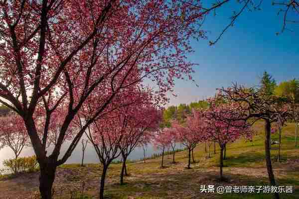 本周去哪里？西安及周边4月赏花露营溜娃地点大全，15个优质景区