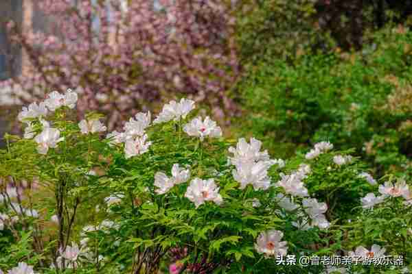 本周去哪里？西安及周边4月赏花露营溜娃地点大全，15个优质景区