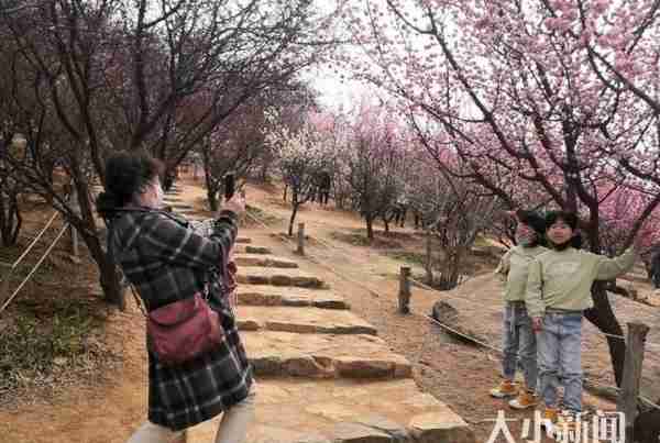 梅花杏花桃花连翘都开了！南山公园迎来客流小高峰