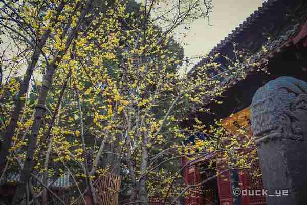 洛阳旅游必去，中国第一古刹——白马寺