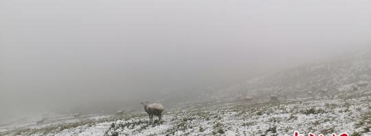 甘肃祁连山区迎强降水 雪润康乐草原牛羊“撒欢儿”