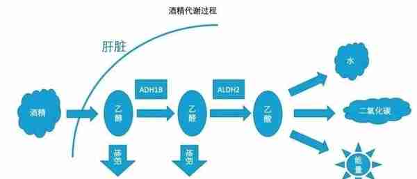 为何中国白酒好喝不上头，如何形成的一超多强，白酒与洋酒区别