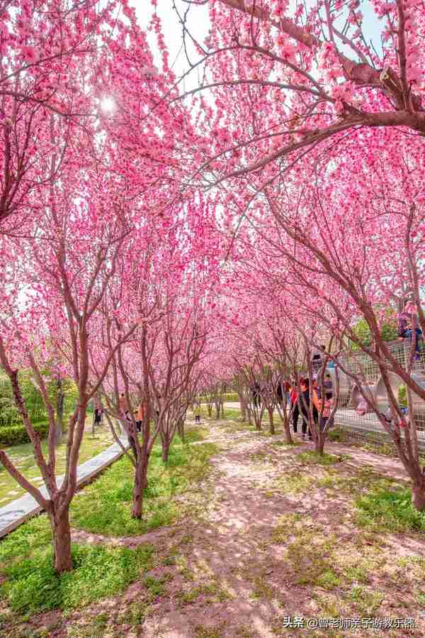 本周去哪里？西安及周边4月赏花露营溜娃地点大全，15个优质景区