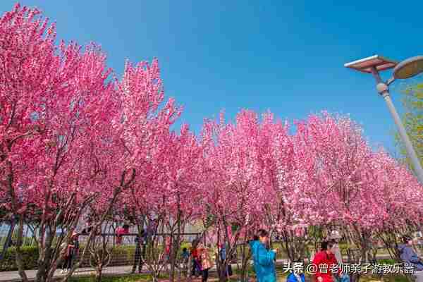 本周去哪里？西安及周边4月赏花露营溜娃地点大全，15个优质景区