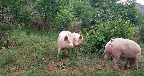 重庆大叔花40万建家庭生态农场，种菜养猪做农家乐，一年获利40万