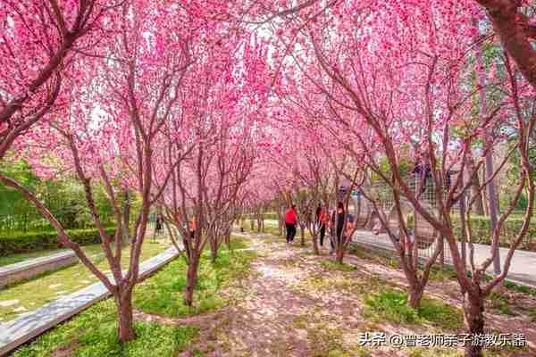 本周去哪里？西安及周边4月赏花露营溜娃地点大全，15个优质景区