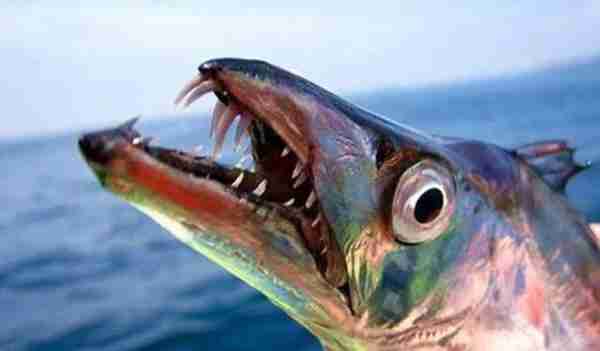 原本是深海“猛兽”，是最有骨气的鱼，一旦被捕立刻“炸鳔”而亡