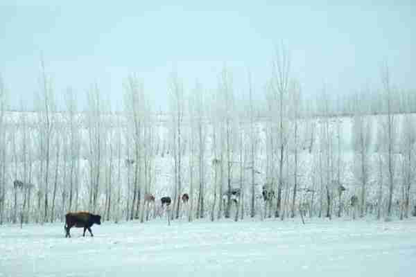 如何轻松慵懒的玩转冬日新疆喀纳斯？去过新疆19次的女子告诉你