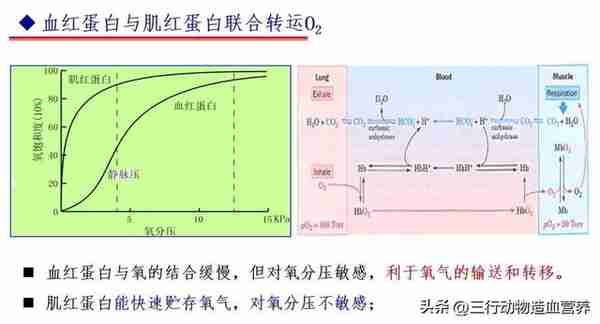 华南农业大学专家：氧气不仅是呼吸，还是一种营养