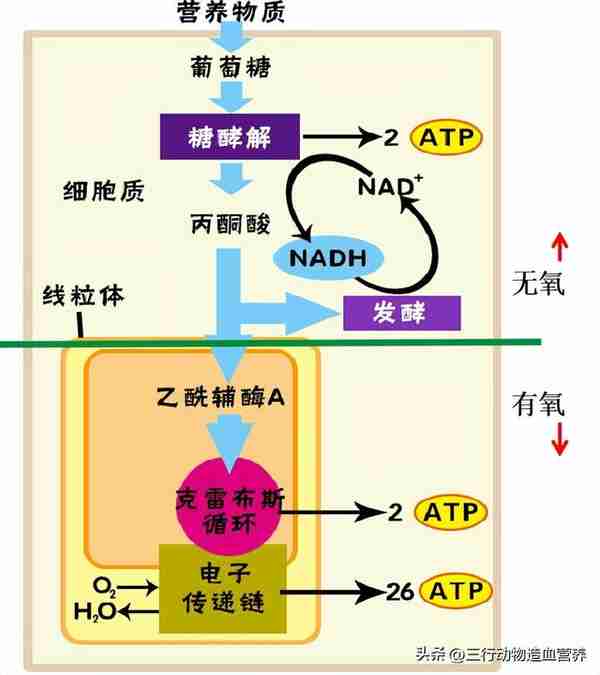 华南农业大学专家：氧气不仅是呼吸，还是一种营养