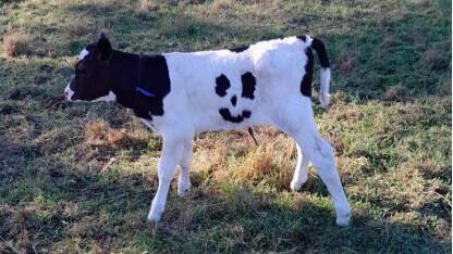 澳媒：受关注太多，澳大利亚笑脸奶牛被以1万澳元价格出售