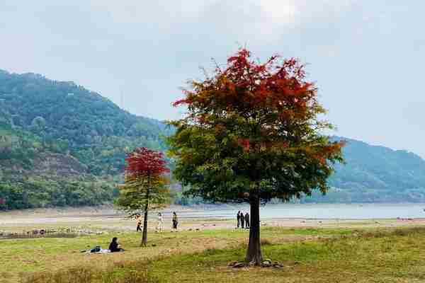 宁波这棵孤独的树又火了，红绿相间犹如油画，所在湖滩成为网红地