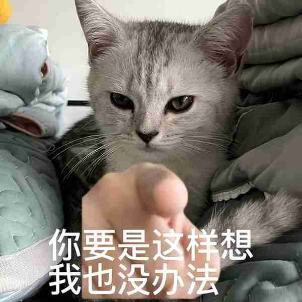 不怕告诉你，猫咪做梦都想让你知道这11件事