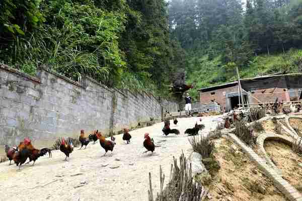 精选项目：湖南衡阳“51项”获批农林水利项目，抓住开启商机